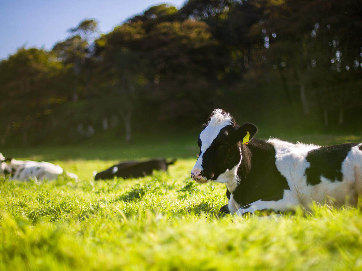 Mirrabooka Protein - Home of Australia's finest whey protein made from grass fed, happy cows